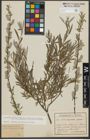 Foto von Salix purpurea L. x Salix repens L.